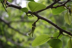 Annona longiflora