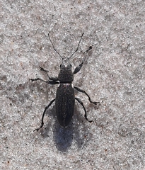 Brachyderes lusitanicus