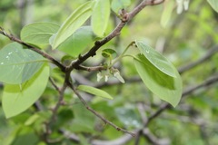 Annona longiflora