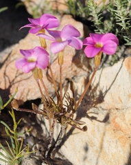 Oxalis polyphylla polyphylla