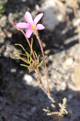 Oxalis polyphylla polyphylla