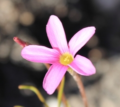 Oxalis polyphylla polyphylla