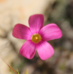 Oxalis polyphylla polyphylla