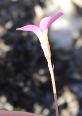 Oxalis polyphylla polyphylla