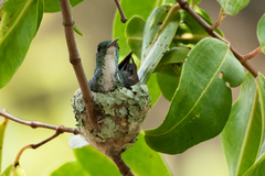 Chrysuronia leucogaster