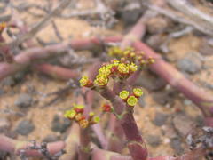 Euphorbia angrae