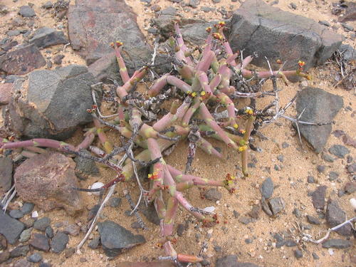 Euphorbia angrae