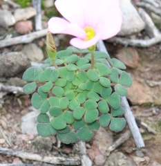 Oxalis convexula