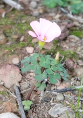 Oxalis convexula