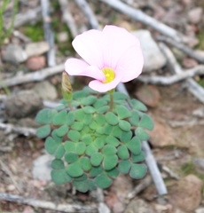 Oxalis convexula