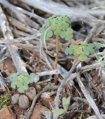 Oxalis convexula