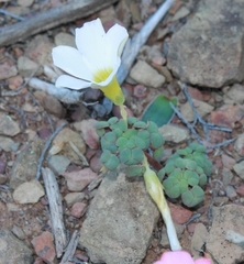 Oxalis convexula