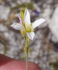 Heliophila macra