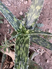 Aloe ellenbeckii