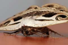 Cometaster pyrula