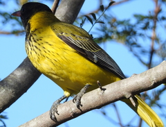 Black-Headed Oriole photo 4