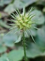 Dipsacus strigosus