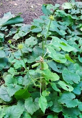 Dipsacus strigosus