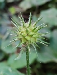 Dipsacus strigosus
