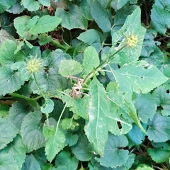 Dipsacus strigosus