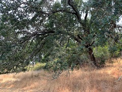 Quercus × eplingii