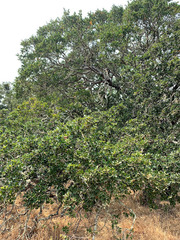 Quercus × eplingii