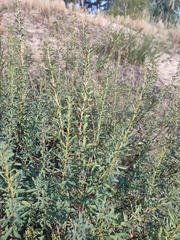 Chamaecytisus kreczetoviczii