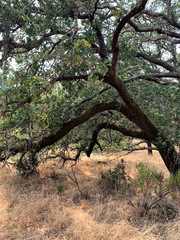 Quercus × eplingii