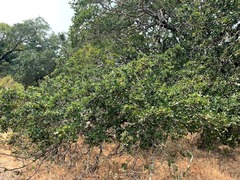 Quercus × eplingii