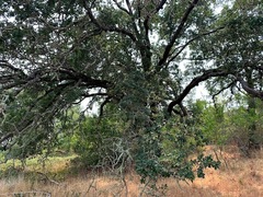 Quercus × eplingii