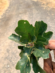 Quercus × eplingii
