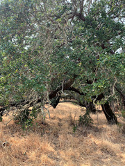 Quercus × eplingii