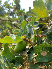Quercus × eplingii