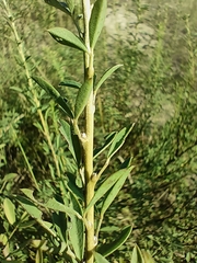 Chamaecytisus kreczetoviczii