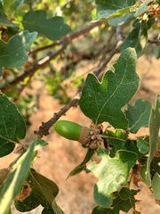 Quercus × eplingii