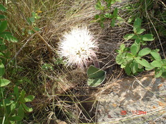 Haemanthus humilis hirsutus