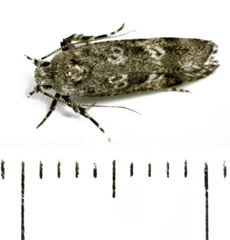 Anisoplaca cosmia