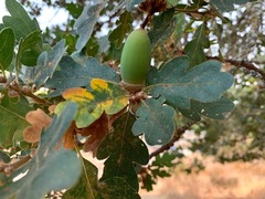 Quercus × eplingii