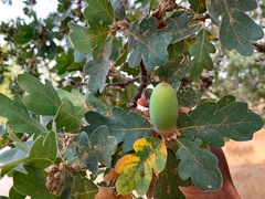 Quercus × eplingii