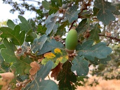 Quercus × eplingii