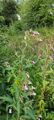 Impatiens glandulifera