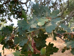 Quercus × eplingii