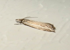 Raphiptera argillaceellus