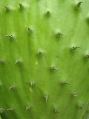 Opuntia spinulifera