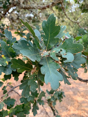 Quercus × eplingii