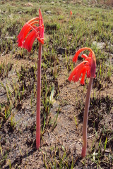 Cyrtanthus tuckii transvaalensis