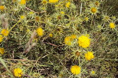 Berkheya pinnatifida ingrata