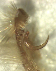 Anisoplaca cosmia