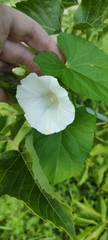 Calystegia sepium
