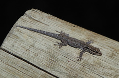 Lygodactylus chobiensis